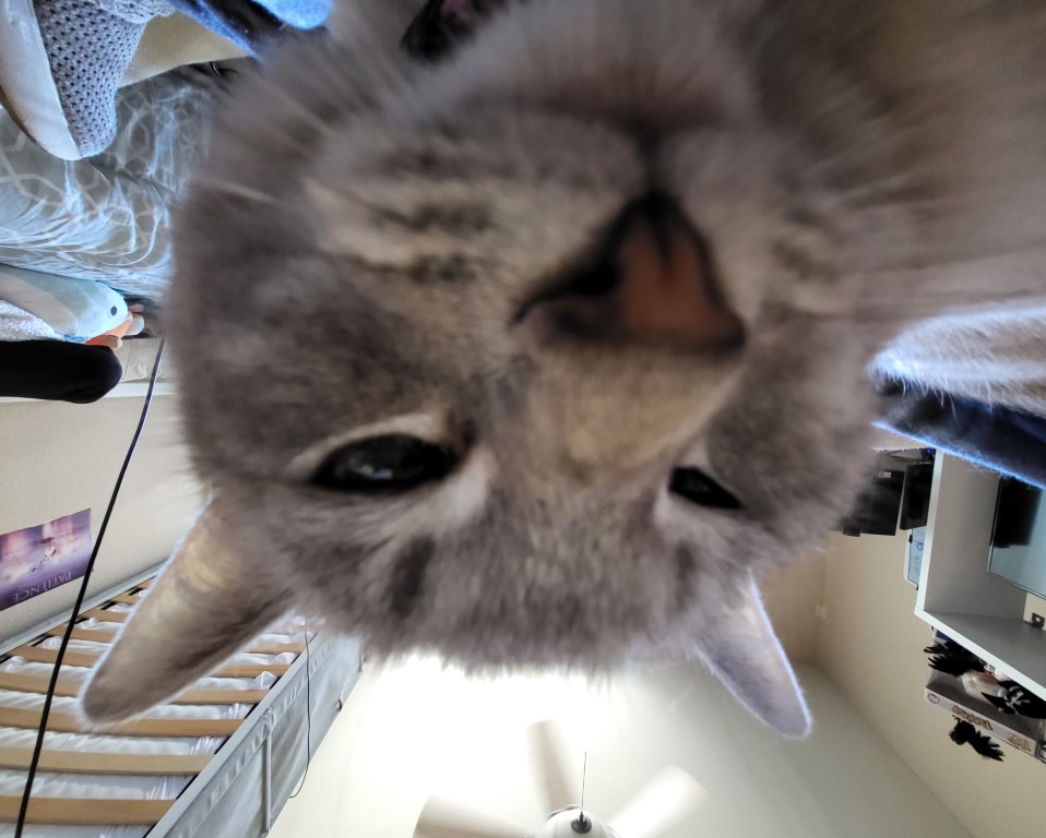 Grey cat with cross eyes